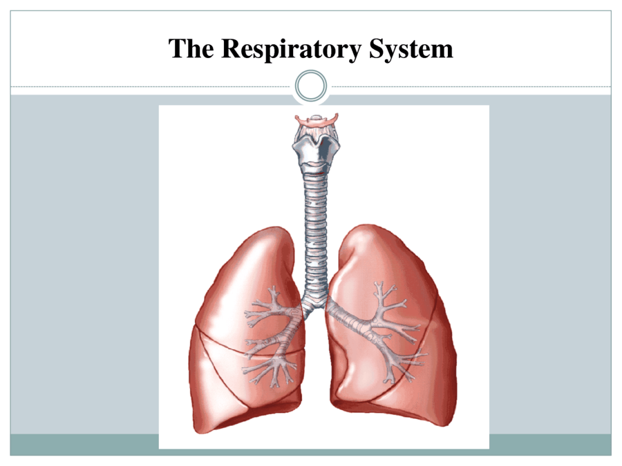 sc-5 sb-9-Respiratory System img_no 198.jpg